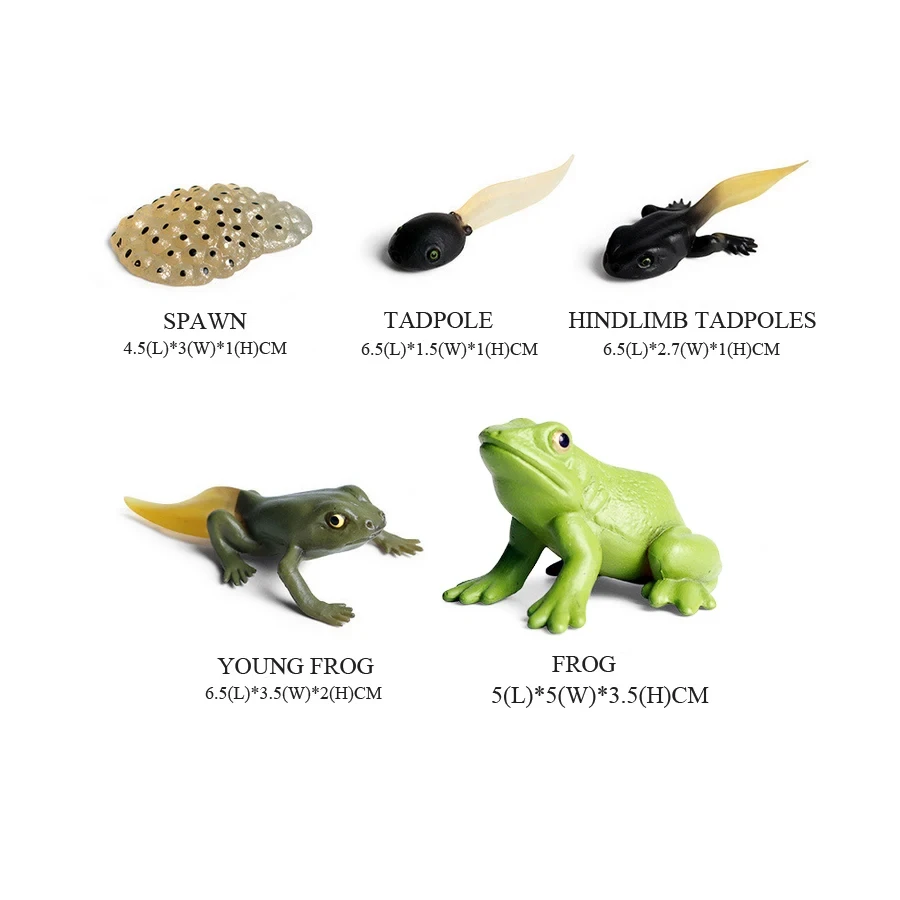 โมเดลกบรูปแกะสลักสัตว์ป่าของเล - Kids Toys Reviews บทวิจารณ์และราคา